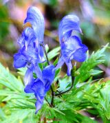 Blauer Eisenhut (4)